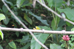 Tangara icterocephala