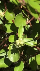 Muehlenbeckia
