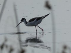 Himantopus mexicanus