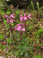 Pedicularis ornithorhynchos