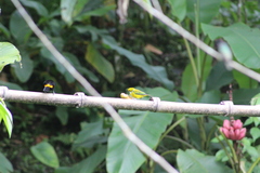 Tangara icterocephala