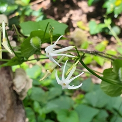 Rytidostylis gracilis