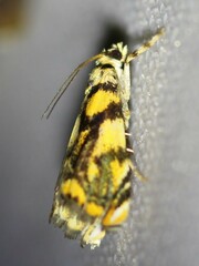 Diptychophora harlequinalis