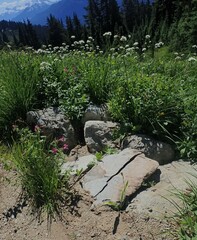 Erythronium montanum