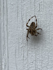 Araneus nordmanni