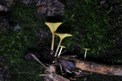 Gloioxanthomyces nitidus