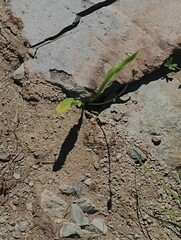 Erythronium montanum