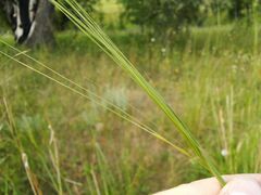 Stipa capillata