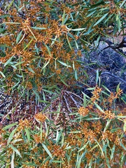 Eucalyptus leptophylla