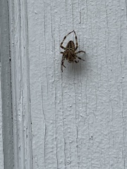 Araneus nordmanni
