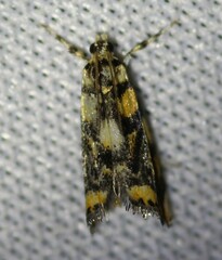 Diptychophora harlequinalis