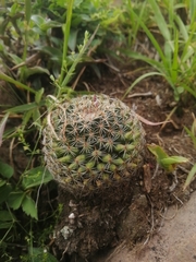 Mammillaria