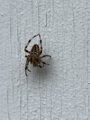 Araneus nordmanni