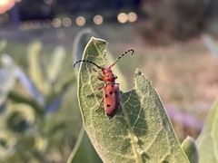Tetraopes femoratus