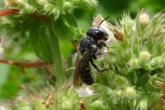 Megachile campanulae