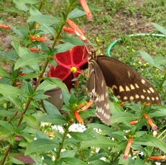 Papilio palamedes