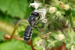 Megachile campanulae