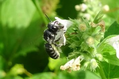 Megachile campanulae