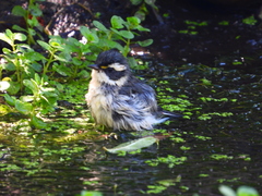 Setophaga nigrescens