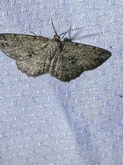 Melanolophia canadaria