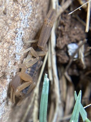 Centruroides vittatus
