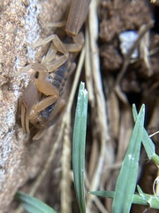 Centruroides vittatus