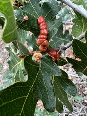 Xanthoteras eburneum