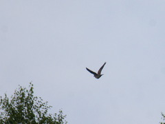 Streptopelia orientalis