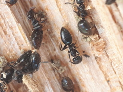 Technomyrmex jocosus