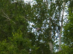 Streptopelia orientalis