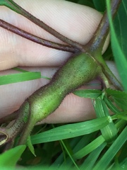 Procecidochares alani