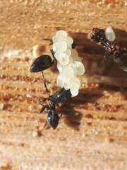 Technomyrmex jocosus