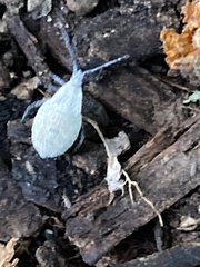 Anasa tristis
