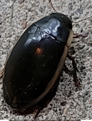 Dytiscus verticalis