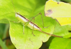 Conocephalus strictus