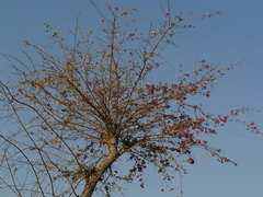 Securidaca longepedunculata