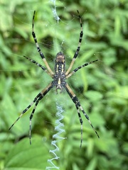 Argiope aurantia