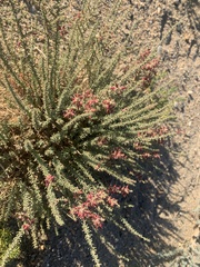 Reaumuria songarica