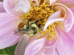 Bombus huntii