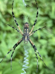 Argiope aurantia