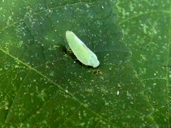 Flatidae