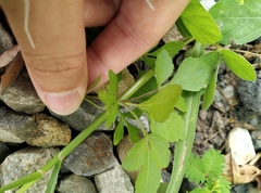 Bidens alba
