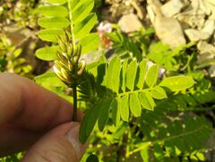 Astragalus cicer