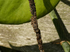 Cyclosa
