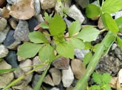 Bidens alba