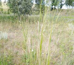 Stipa capillata