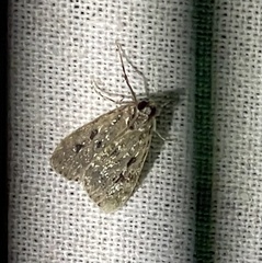 Eudonia truncicolella