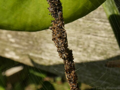 Cyclosa