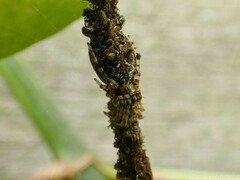 Cyclosa