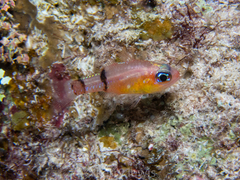 Apogon townsendi